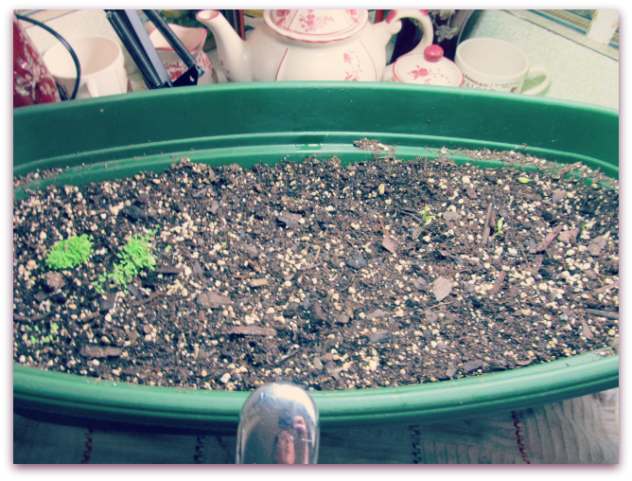 Starting Herbs | Gardening | Our Prairie Nest