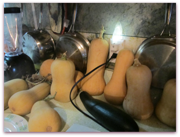 Butternut Squash