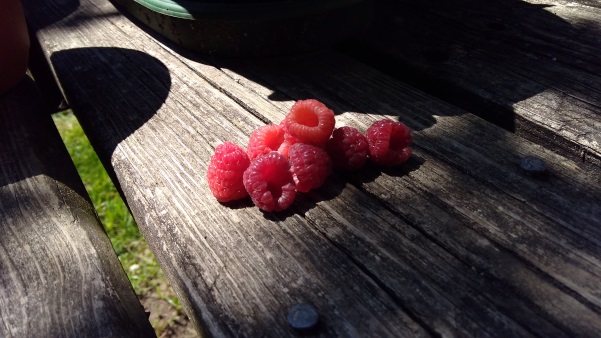 Raspberries 2017 - Our Prairie Nest